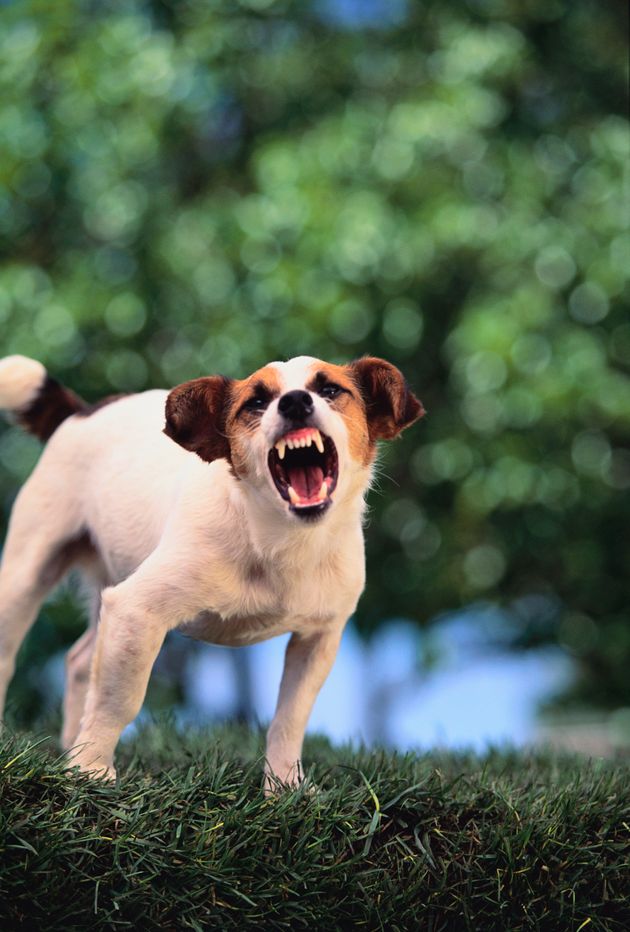 우리 개는 순해요?! 반려견 주인들은 개를 무서워하는 사람을 인정하고 배려해야 한다 (팁)