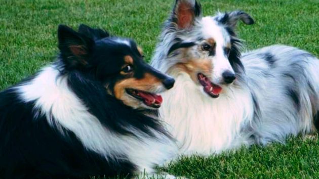 우리 개는 순해요?! 반려견 주인들은 개를 무서워하는 사람을 인정하고 배려해야 한다 (팁)