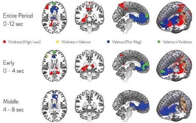 상상할 때의 뇌 기본모드네트워크 활동. 빨간색은 시나리오의 생생함을, 파란색은 긍정-부정의 느낌을 관장하는 부위다.