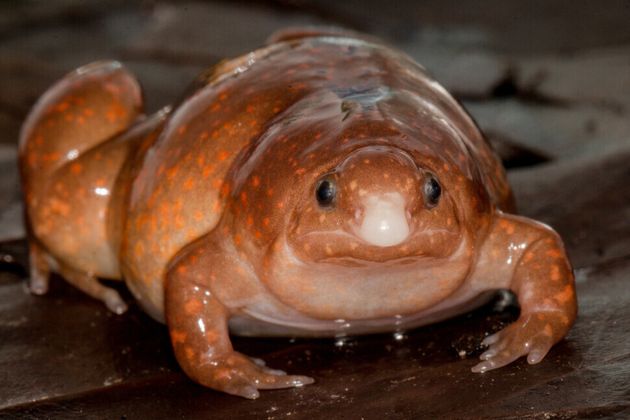 좀비 개구리는 길이가 4㎝가 안 되는 소형 개구리이지만 입이 뾰족하고 몸은 뚱뚱하다. 작은 토양동물이 주식이다.