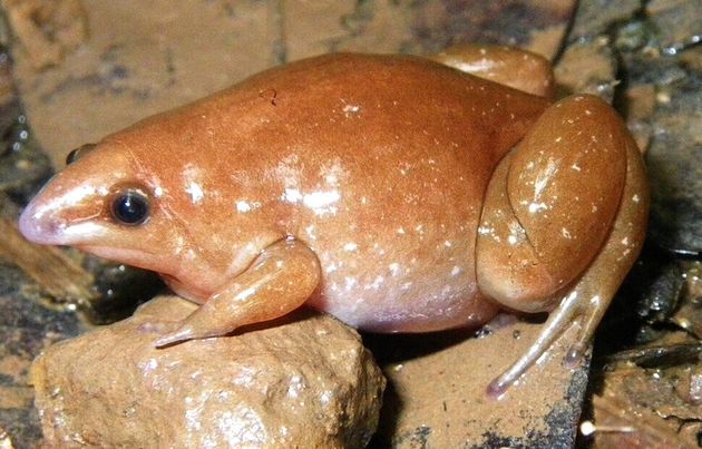 이번에 신종으로 발견된 또 다른 시납투라누스속 개구리인 시납투라누스 메소모르푸스.