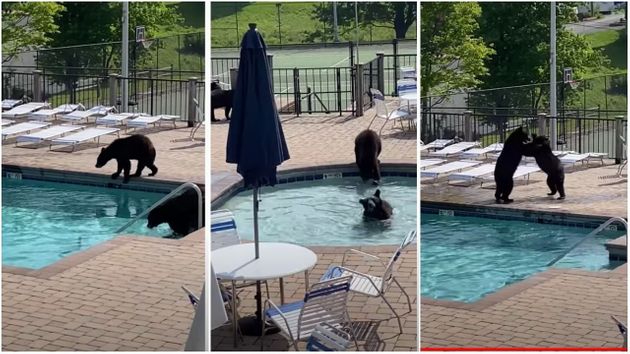 수영장에 놀러 온 곰들