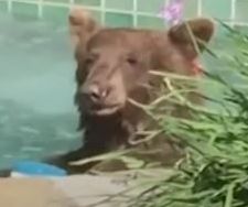 수영장 주인이 먹다 남긴 칵테일을 마시고 물놀이를 즐기는 곰