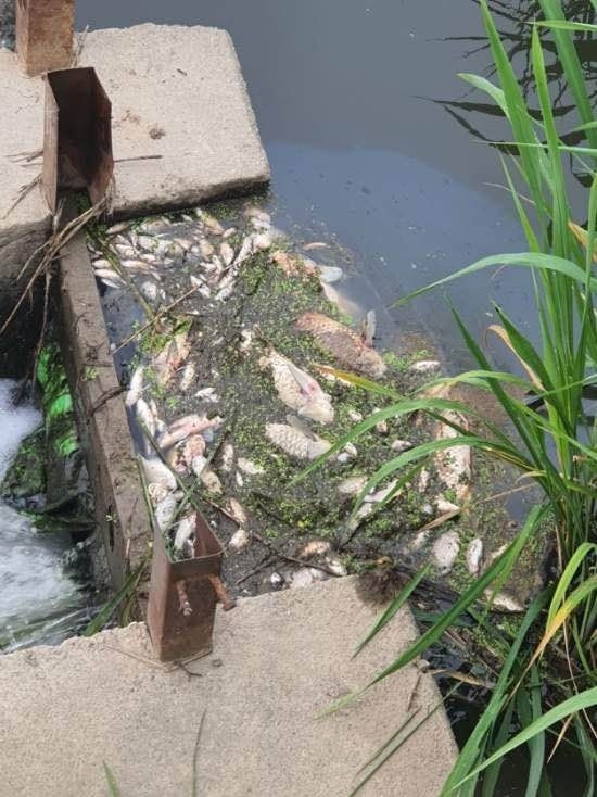 쿠팡 덕평물류센터 화재 진화에 사용된 오염수가 하천으로 흘러들면서 떼죽음한 물고기 모습.