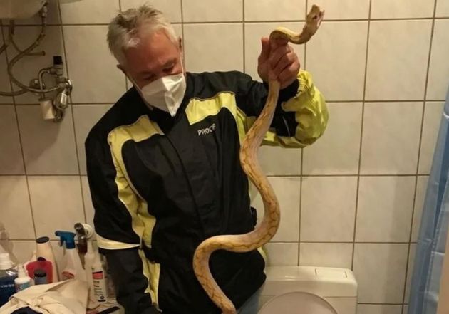 파충류 전문가에 의해 잡힌 화장실에서 남성을 문 뱀의 모습
