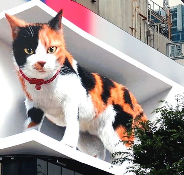 일본 도쿄에 '살아 있는 듯' 움직이는 3D 대형 고양이 전광판이 등장해 시민들의 눈길을 사로잡고 있다 (영상 ft. 최신 기술)