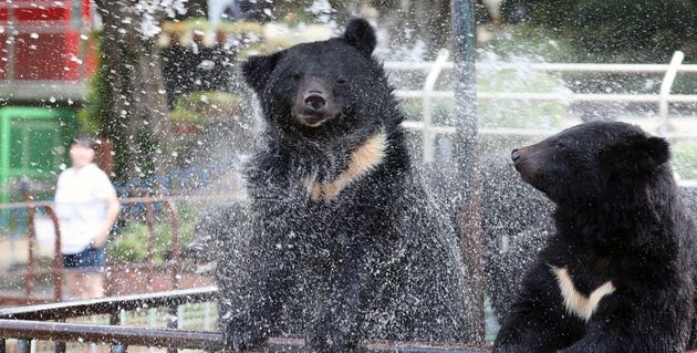 자료사진. 태풍의 영향이 자나가고 다시 더위가 찾아온 16일 세종시 베어트리파크에서 반달가슴곰들이 시원한 물줄기를 맞으며 더위를 식히고 있다. 2019.8.16