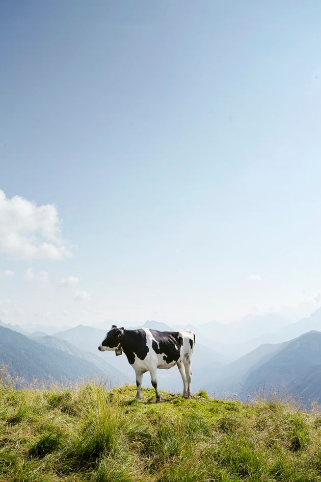 마스크가 소에서 생성되는 메탄 배출량을 최대 53%까지 줄여주는 것으로 나타났다.