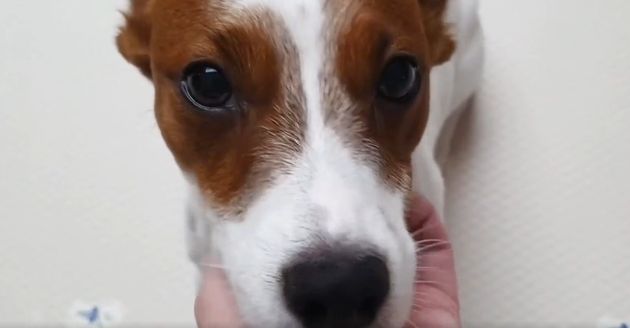 기복이&nbsp;