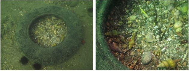 연구자들이 무쓰 만 해저에서 발견한 폐타이어(왼쪽). 안에는 타이어 안에 갇혔던 집게가 집으로 썼던 패각이 잔뜩 흩어져 있다.