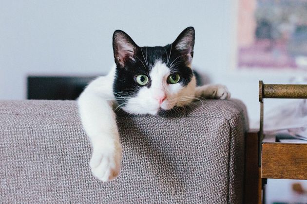 고양이는 자기 이름을 부르는 소리가 들리는 곳에 주인이 있다고 믿는다.