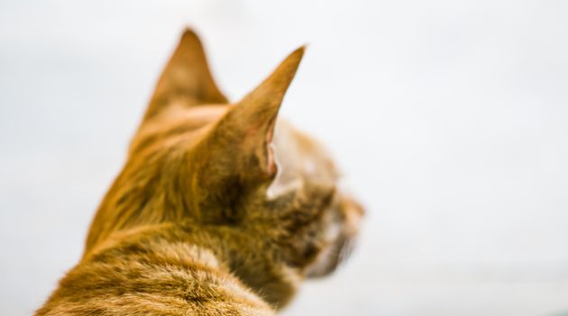 고양이의 귀에는 20여 개의 근육이 있어 모든 방향으로 두 귀를 독립적으로 움직일 수 있다.
