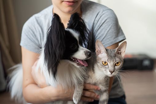고양이가 개보다 주인에 대해 관심이 없는 것으로 보여지지만 이번 연구 결과는 그렇지 않다고 나타난다.