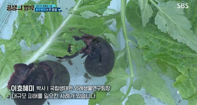 왕우렁이
