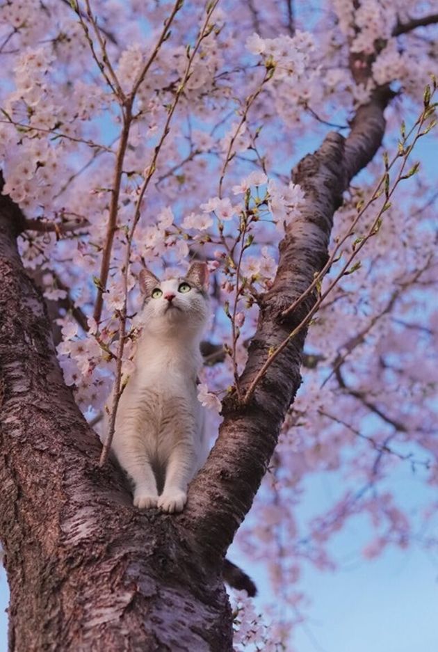 봄 꽃놀이 중인 고양이.
