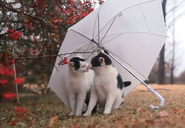 우산 아래서 코인사를 나누는 자매 고양이.