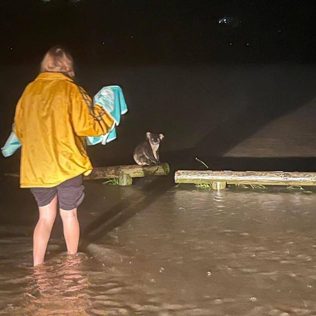 홍수 속에서 코알라를 구하는 구조자