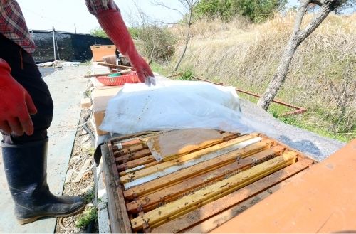 7일 오후 광주 서구 서창동 한 양봉장에서 한 양봉업자가 벌통에서 소비 한장을 꺼내 들고 있다. 해당 농장에서는 130통에서 사는 꿀벌이 집단폐사해 4천여만 원의 재산 피해가 났다. 2022.4.7