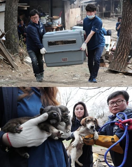 동물보호단체 케어 활동가들이 경기도 남양주시의 한 식용견 농장에서 개들을 구조하고 있다. (2018.4.10)
