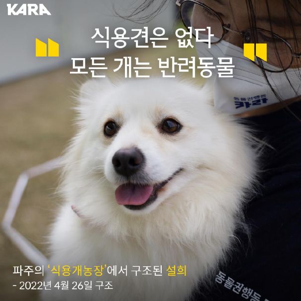 파주의 '식용 개농장'에서 2022년 4월 26일 구조된 설희.