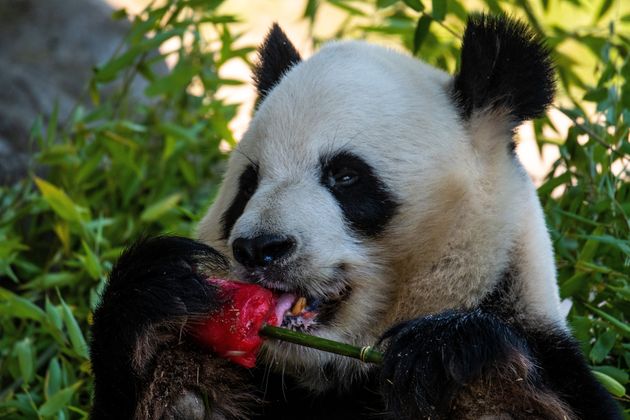 마드리드 동물원의 마스코트 판다 ‘빙싱’이 얼린 수박을 먹으며 더위에 맞서고 있다.