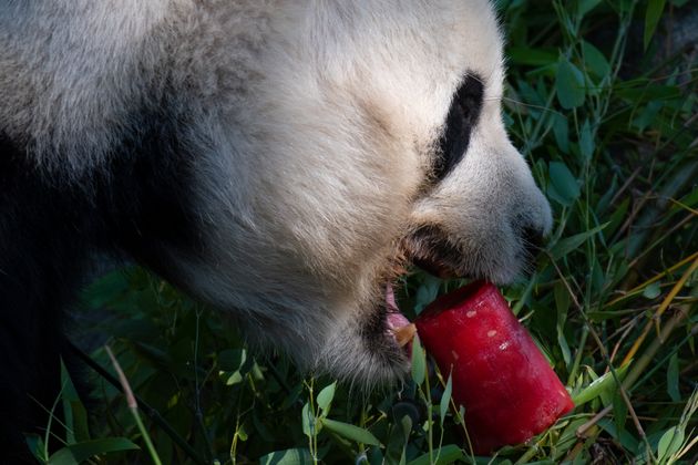 마드리드 동물원의 마스코트 판다 ‘빙싱’이 얼린 수박을 먹으며 더위에 맞서고 있다.