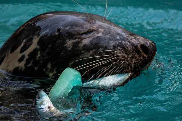마드리드 동물원 수족관의 바다표범이 얼음물 속에서 얼린 물고기를 먹으며 더위를 이겨내고 있다.