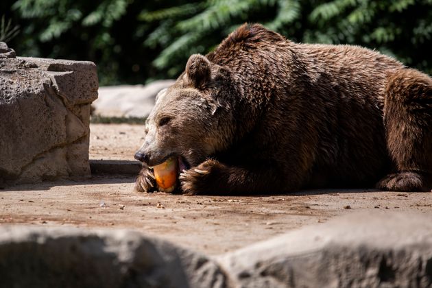 마드리드 동물원의 곰이 맞춤형 아이스바를 먹으며 더위에 맞서고 있다.