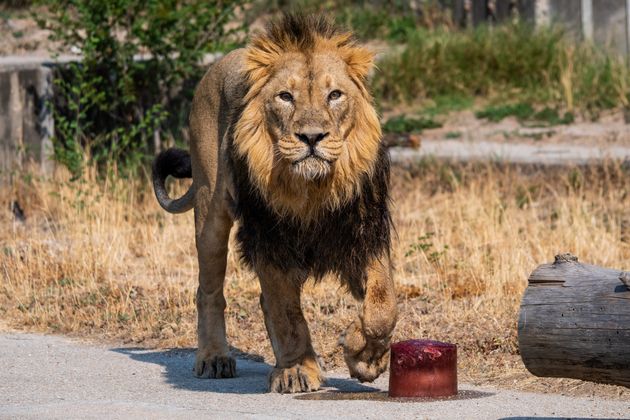 얼린 고깃덩어리를 향해 접근하는 마드리드 동물원의 숫사자.
