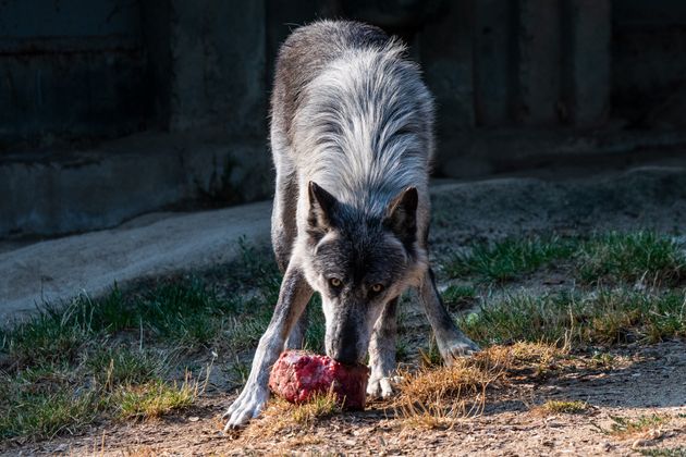 마드리드 동물원의 늑대가 얼린 먹이를 먹고 있다.