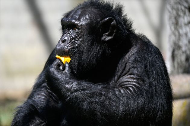 마드리드 동물원의 고릴라가 얼음 간식을 섭취 중이다.