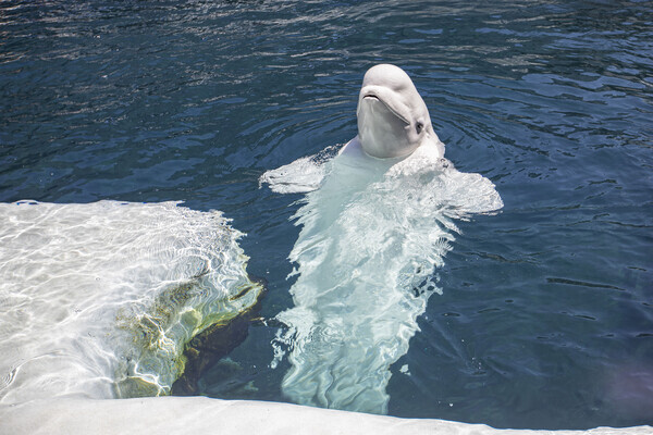 [자료사진] 벨루가 고래 