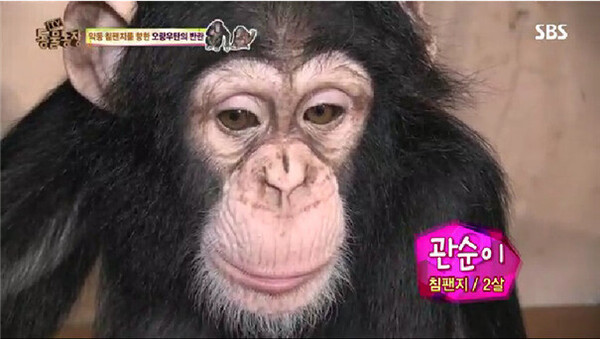 'TV 동물농장' 아기 침팬지 관순이가 8년 만에 전한 근황은 너무 안타깝다