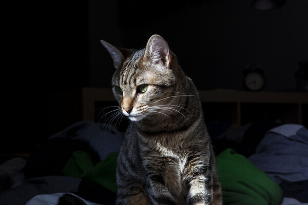 [자료사진] 어둠 속 고양이. 출처: Getty Images