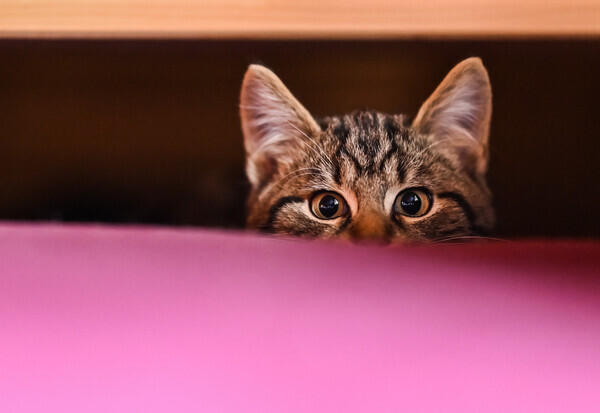 [자료사진] 고양이가 무언가를 노리고 있다. 출처: Getty Images