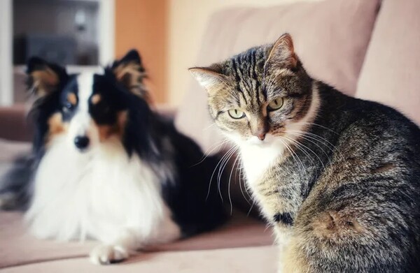 개와 고양이. 출처: 게티 이미지