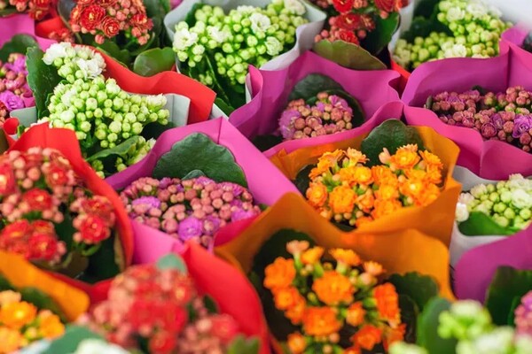 칼란코에 꽃은 반려동물이 먹으면 위험할 수 있다. 출처: 게티 이미지