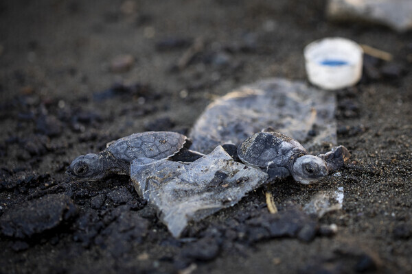 거북이가 비닐 쓰레기 사이를 헤집고 기어간다. 출처: 게티 이미지