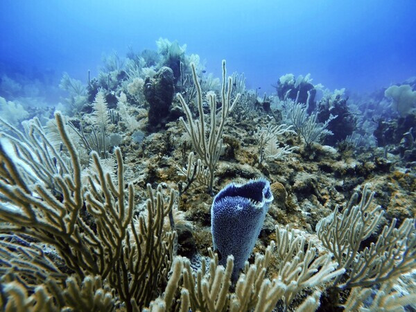 멕시코 칸쿤 지역 해안의 산호. 출처: 게티 이미지