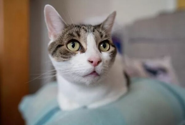 고양이 빌리 출처 : Sam Felstead