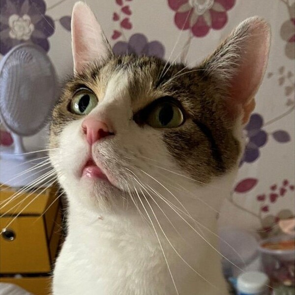 고양이 빌리 출처 : Sam Felstead