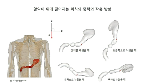 그림에서 좁은 고리가 위와 십이지장을 연결하는 유문이다. 출처 : 유체물리학