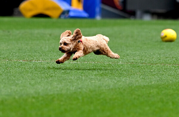 BRISBANE, AUSTRALIA - AUGUST 30: A dog that escaped onto the field is seen running during a Brisbane Lions AFL training session at The Gabba on August 30, 2022 in Brisbane, Australia. (Photo by Bradley Kanaris/Getty Images)