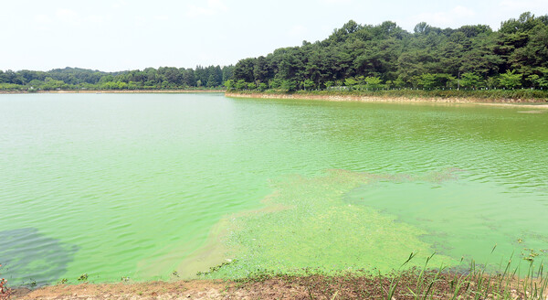 영남지역 낙동강 일대에 녹조가 가득 생긴 모습. 출처: 뉴스1