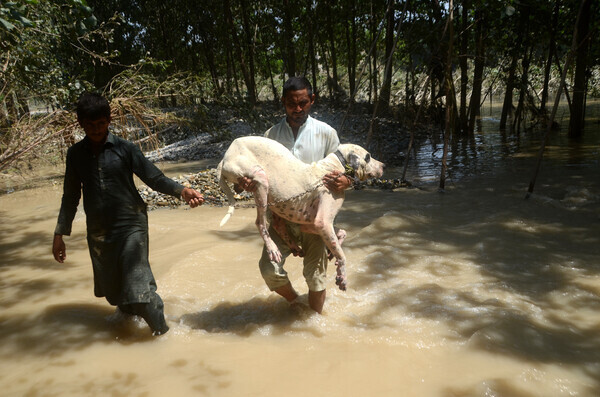  파괴적인 몬순 비로 촉발된 갑작스러운 홍수는 6월 이후 1,000명 이상의 사망자와 수천 명 이상의 부상자를 냈다. 츨처: 게티 이미지
