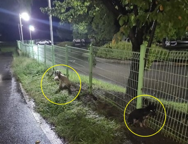 태풍 힌남노의 영향으로 비바람이 몰아친 지난 5일 울산에서 개 3마리가 유기됐다. 출처: 온라인 커뮤니티&nbsp;