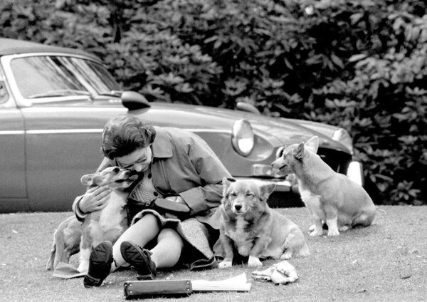 1973년 여왕과 그의 강아지들 / 출처 : AP