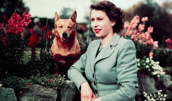 1952년 여왕과 강아지 / 출처 : Bettmann/Getty Images