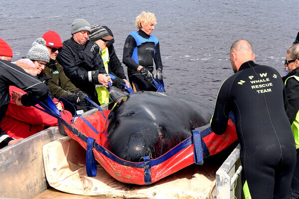 약 2년 전인 2020년 9월 24일 호주 테즈메이니아 섬의 스트라한 지역에서 구조대원들이 좌초됐던 수백 마리의 둥근머리돌고래를 구조하고 있다. 출처: 게티 이미지