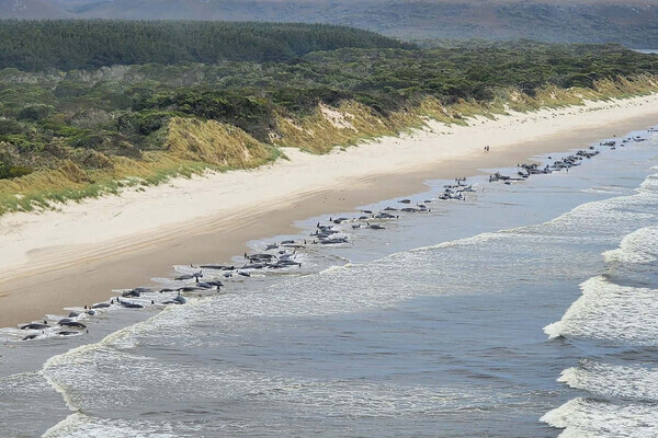 2022년 9월 21일 호주 태즈매이니아 섬의 스트라한 지역에 집단으로 떠밀려 온 둥근머리돌고래 230여 마리. 출처: 게티 이미지 